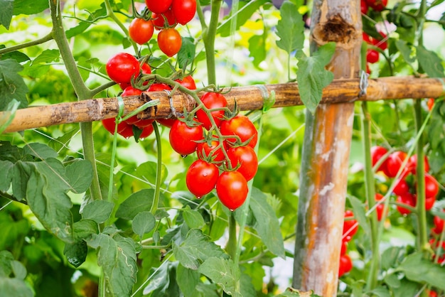 Crecimiento de plantas de tomates rojos maduros frescos en un jardín de invernadero orgánico listo para cosechar