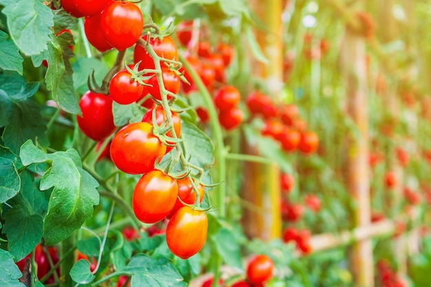 Crecimiento de plantas de tomates rojos maduros frescos en un jardín de invernadero orgánico listo para cosechar