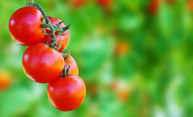 Crecimiento de plantas de tomates rojos maduros frescos en un jardín orgánico