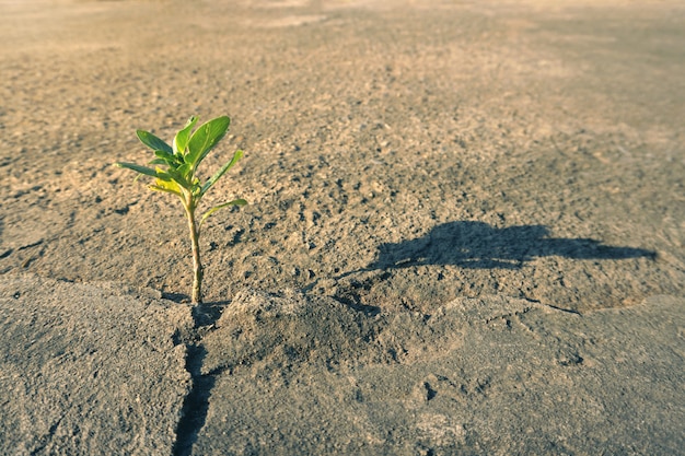 Crecimiento de plantas a través del suelo de hormigón.