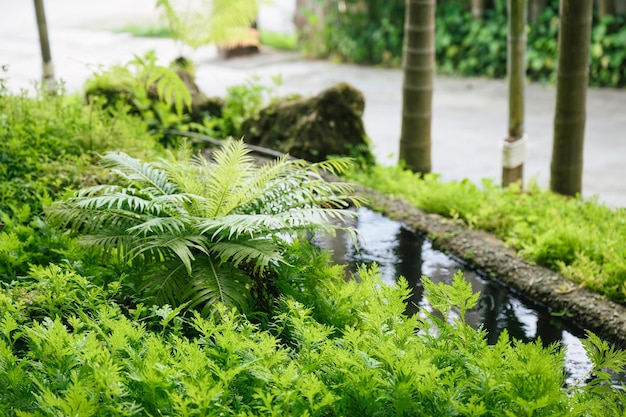 Crecimiento de plantas tropicales verdes con arroyo que fluye en el jardín