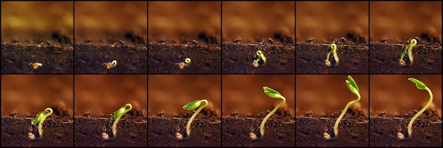 Foto crecimiento de plántulas. las plantas crecen etapas. períodos de crecimiento de las plántulas.