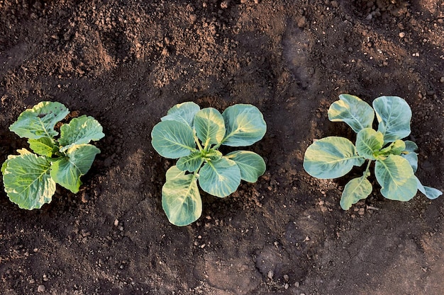 El crecimiento de tres plántulas de repollo blanco en Chernozem creciendo en una granja de verduras Closeup