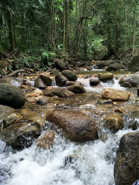 Creek en el bosque