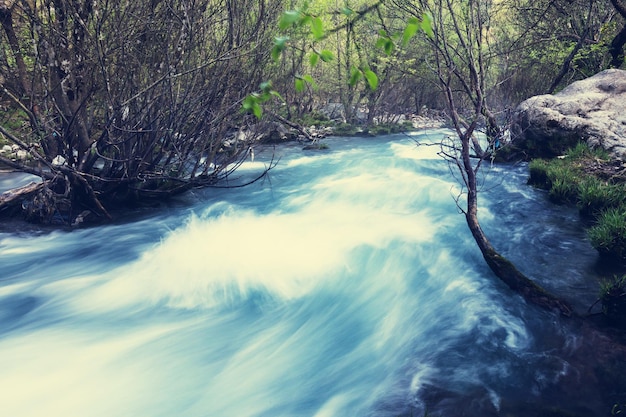 Foto creek en el bosque