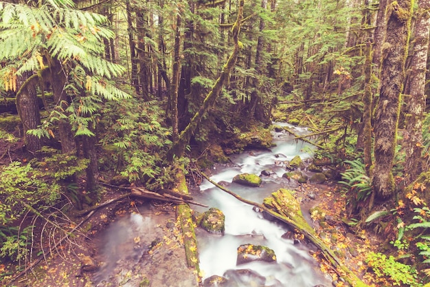 Creek en el bosque