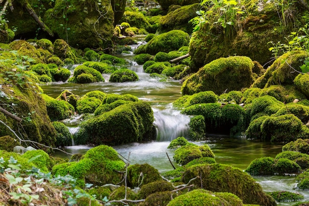 Creek in Forest