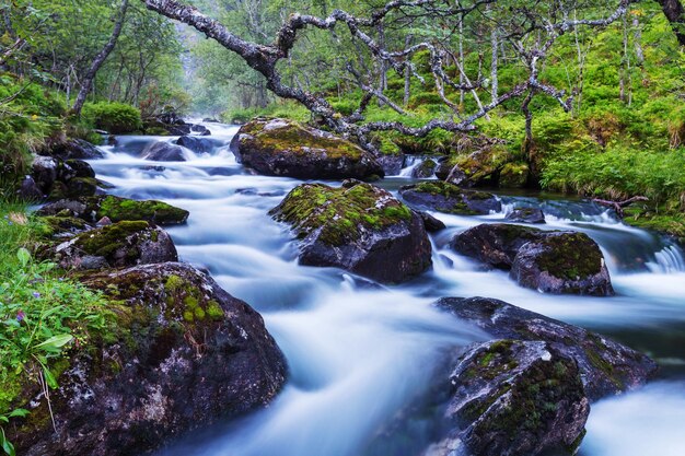 Creek in forest