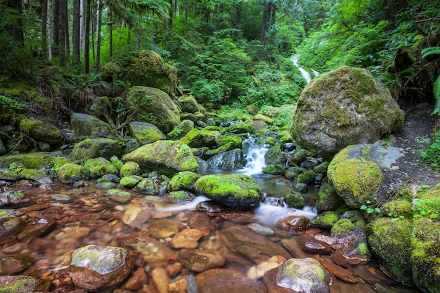 Creek in Forest