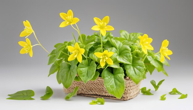 Creeper cowslip aislado en fondo blanco