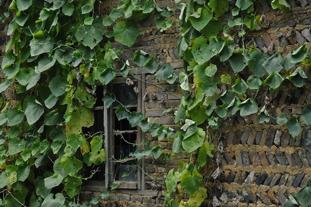 Creeper Efeu auf Altbau in Europa