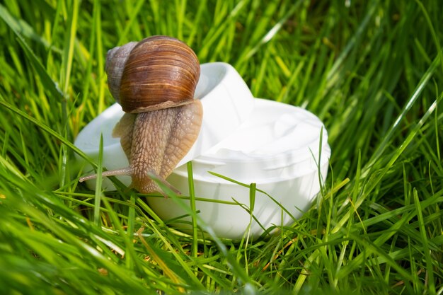 Creme branco com mucina de caracol na grama verde do jardim, belos cuidados com a pele.