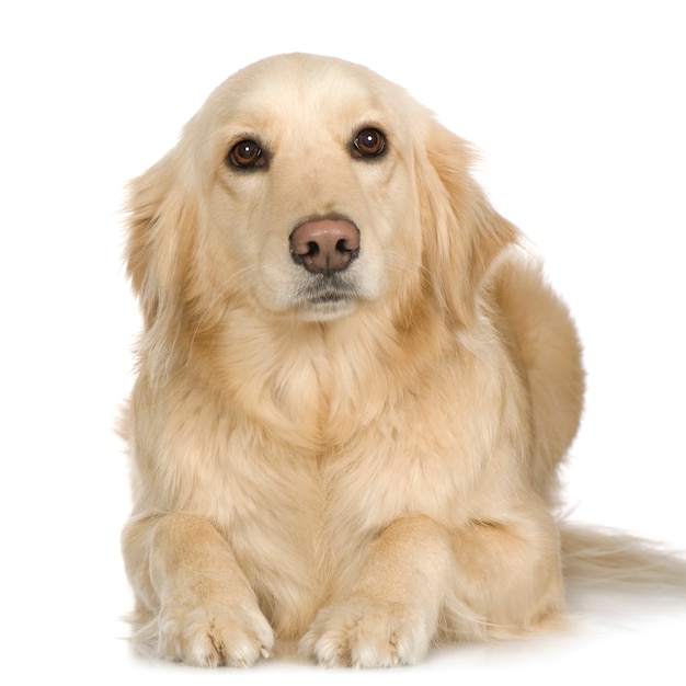 Creme de labrador retriever