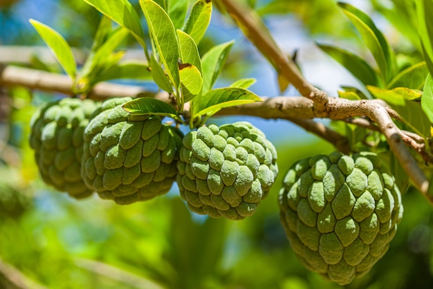 Creme de maçã ainda na árvore. Fruta tropical.