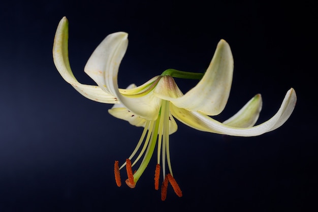 Creme elegante ou close-up de lírio branco (lírio em forma de lança) em um fundo preto escuro. uma foto minimalista para um pôster.