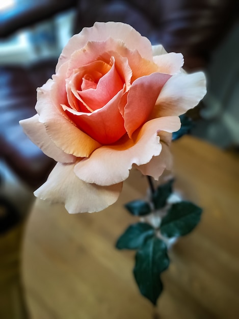 Creme Rose in Vase auf einem kleinen Tisch drinnen