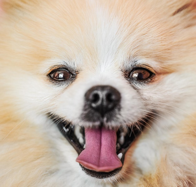 Creme sable orange pomeranian Spitz erwachsener Hund