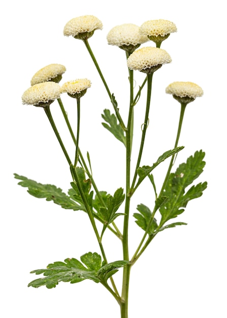 Cremefarbene Blüten von Ofchrysanthemum auf weißem Hintergrund