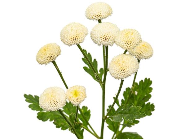 Cremefarbene Blumen der Chrysantheme isoliert auf weißem Hintergrund