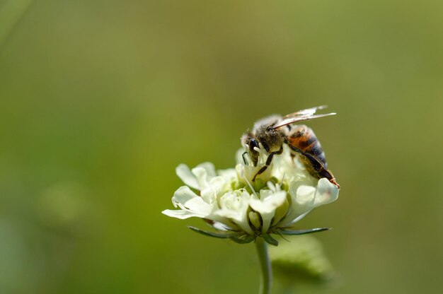 Cremefarbene Nadelkissen blühen mit einem Bienenmakro aus nächster Nähe