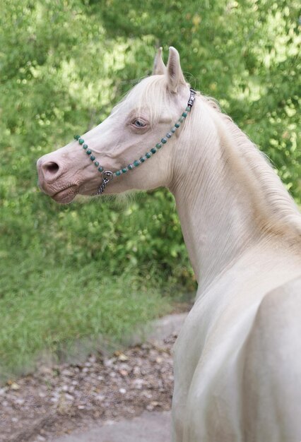 Cremello Welsh Pony Stute Porträt