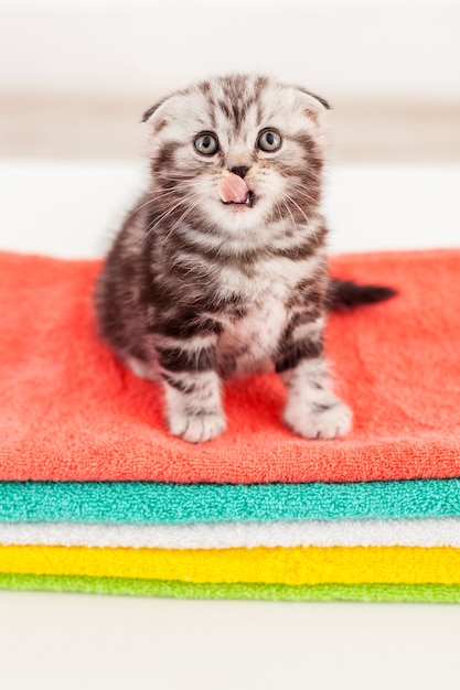 Creo que tengo hambre. Vista superior del lindo gatito Scottish Fold lamiendo su bigote mientras está sentado en la parte superior de la colorida pila de toallas