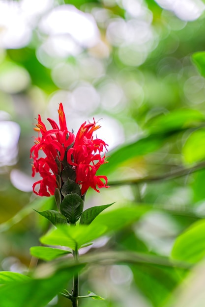 Crepe de gengibre, planta nativa do sudeste da ásia