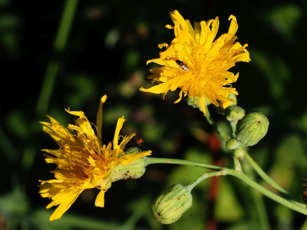 crepis florecientes en el prado