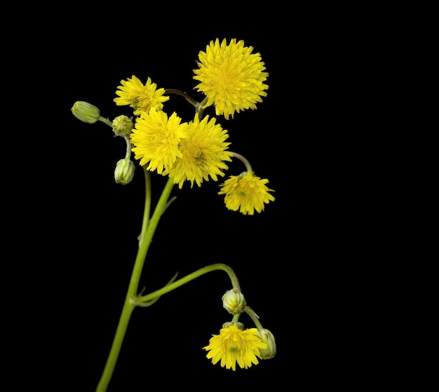 Crepis vesicaria é uma espécie europeia de planta com flores