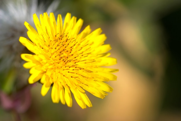 crepis vesicaria flor