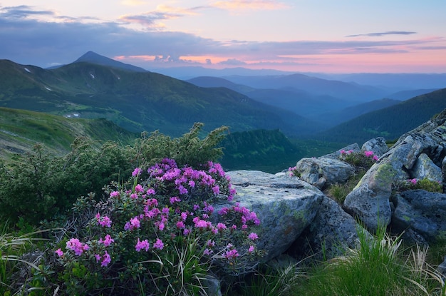 Crepúsculo en las montañas. Arbusto floreciente del rododendro. Paisaje matutino con flores rosas. Montañas de los Cárpatos, Ucrania, Europa