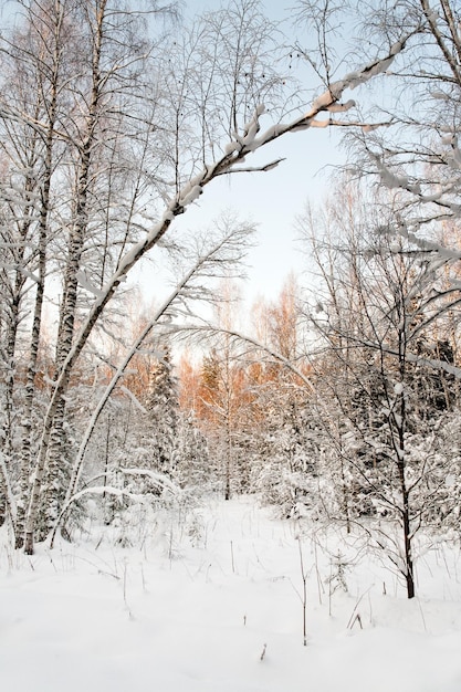 Crepúsculo na floresta de inverno