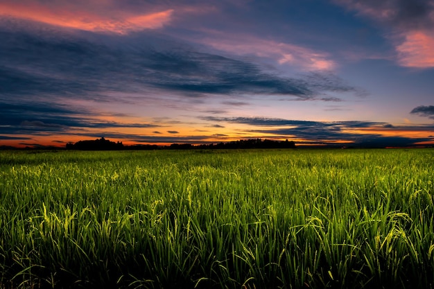 Crepúsculo no campo agrícola