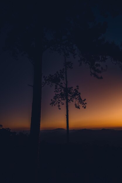 Crepúsculo Puesta de sol tras puesta de sol en el cielo en el bosque