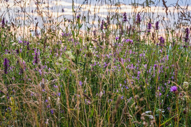 Crepúsculo de verano hierbas y flores silvestres en el prado del campo