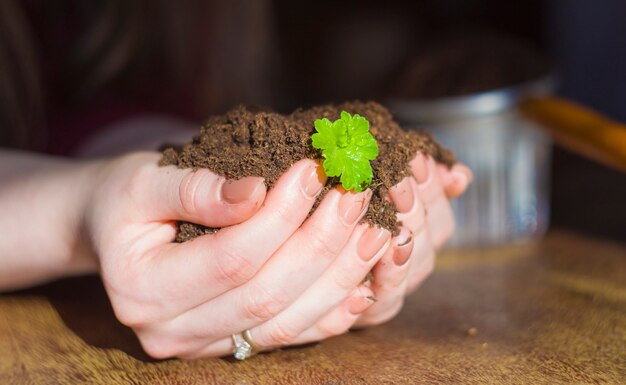 Foto cresça a colheita orgânica. plantando cebolas.