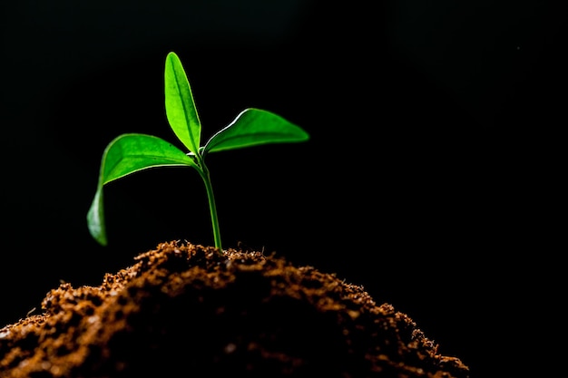 Foto crescendo brotos de mudas de milho verde jovem em campo agrícola cultivado