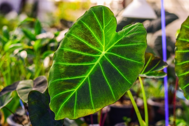 Foto crescendo colocasia imperial gigante