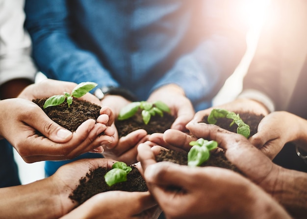 Crescendo de força em força Captura de um grupo irreconhecível de empresários segurando plantas crescendo fora do solo