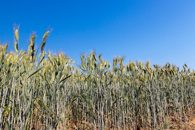 Crescendo em trigo verde imaturo de campo agrícola.