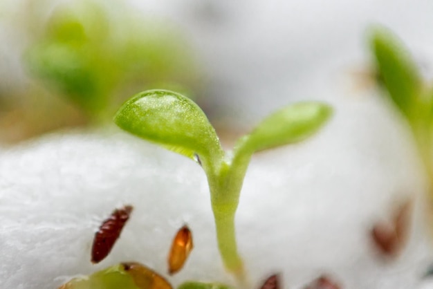 Crescendo entre o algodão. Pequena planta de edelweiss germinando em algodão.