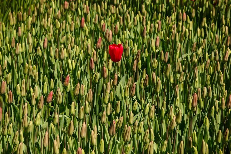 Foto crescendo flor tulipa vermelha