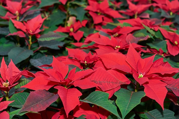 Crescendo flores vermelhas de poinsétia, também conhecida como estrela de natal ou estrela de Bartolomeu, close-up