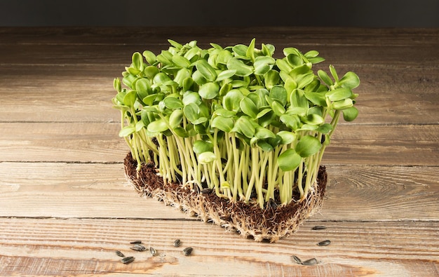 Crescendo microgreens Jovens brotos de um girassol estão prontos para comer vista lateral