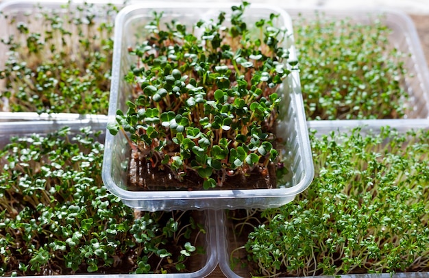 Crescendo microverde em bandejas de plástico Germinando sementes para comida ecológica vegana Conjunto de diferentes plantas Jardim da casa no parapeito da janela Conceito orgânico amigável Fazenda urbana