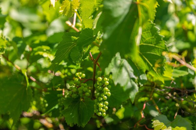 Crescente cacho verde verde de uvas verdes penduradas na videira com folhas verdes no jardim orgânico