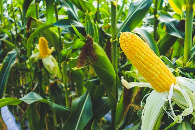 Crescimento da espiga de milho no campo da agricultura