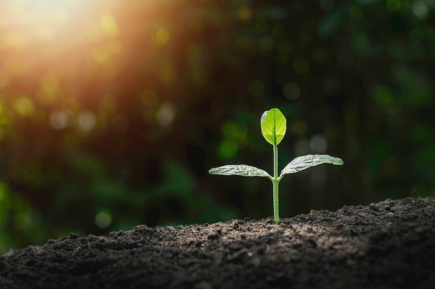 Crescimento da planta no solo