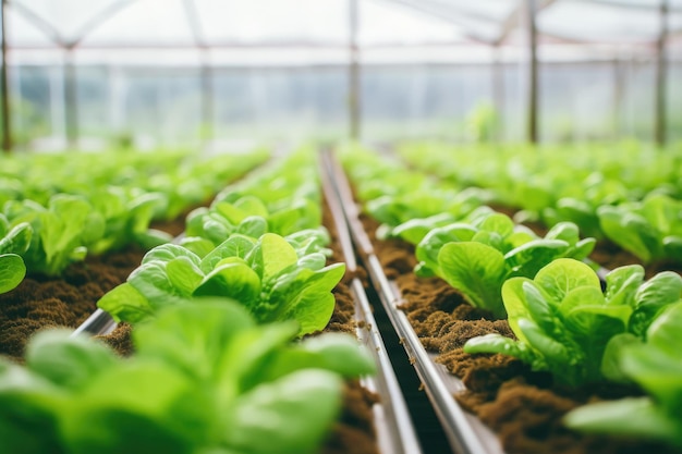 Crescimento de alface repleto de nutrientes em estufa