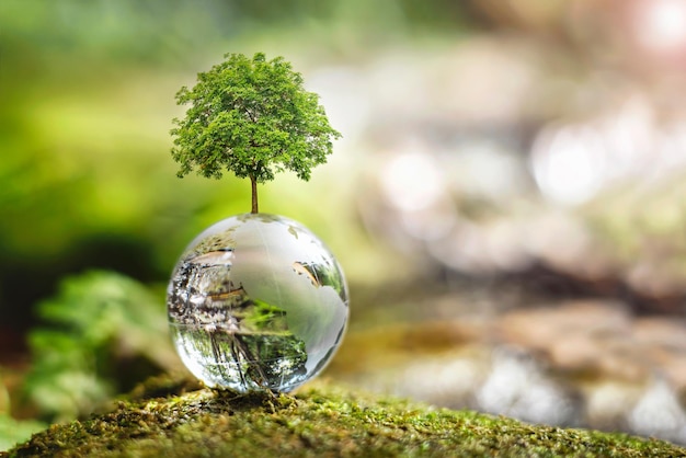 Crescimento de árvores em vidro globo no conceito de natureza eco dia da terra